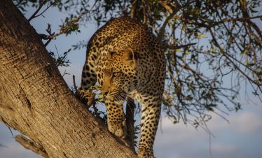 8 Days Kenya Wildlife Safari