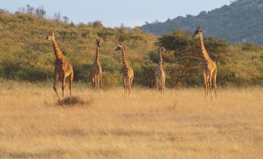 5 Days Awesome Kenya Luxury Safari