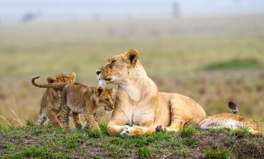 6 Days of Classic Safari In Kenya