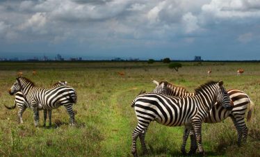 4 Days Taste Of Kenya Classic Safari