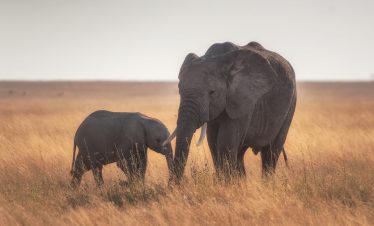 3 Days Saadani National Park Safari