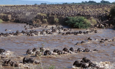 6 Days  Migration Private Safari