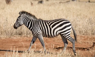 5 Days  Ndutu Migration safari