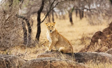 6 Days Budget Camping Safari