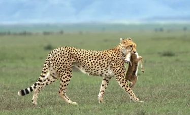 9 Days Memorable Tanzania Safari