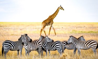 8 Days Kenya To Tanzania High-End Safari