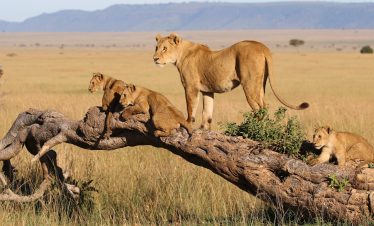 10 Days Kenya, Tanzania and Zimbabwe Safari