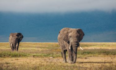 7 Days Mid-range Safari in Uganda