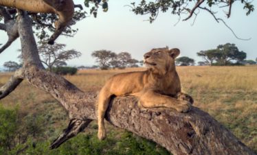 5 Days Wildlife Safari In Uganda