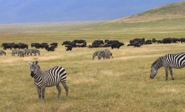 5 Days Kenya Luxury Safari Experience