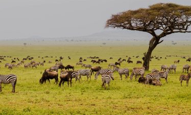 4 Days of  Budget Safari Experience