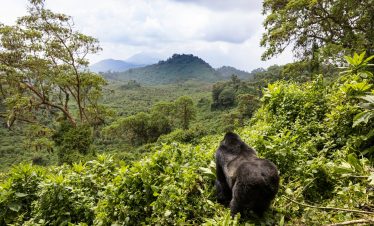 4 Days Gorilla Tracking Safari
