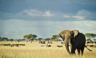 2 Days Tanzania Classic Safari