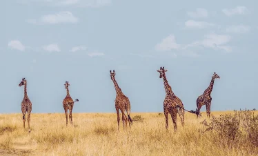 3 Days Safari In Mikumi National Park