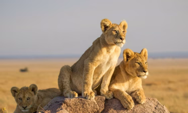 12 Days Southern Tanzania And Zanzibar Safari