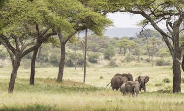 12 Days Tanzania Honeymoon Safari Experience