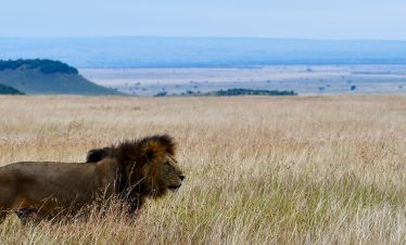 12 Days Tanzania And Kenya Classic Safari