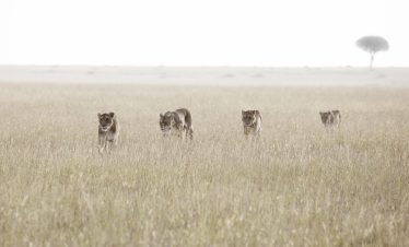 8 Days Luxury Safari Nyerere and Ruaha