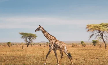 11 Days Safari in Southern Tanzania