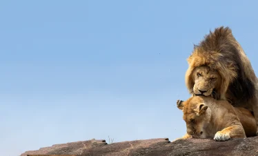 11 Days Tanzania Budget Safari