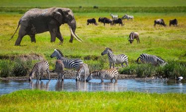 13 Days Northern Tanzania Safari