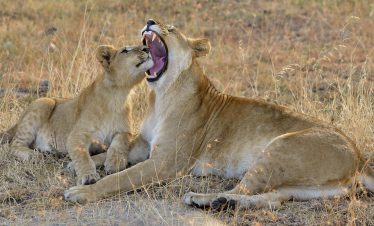12 Days Tanzania Incredible Safari