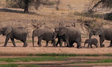5 Days Safari in Mikumi national park