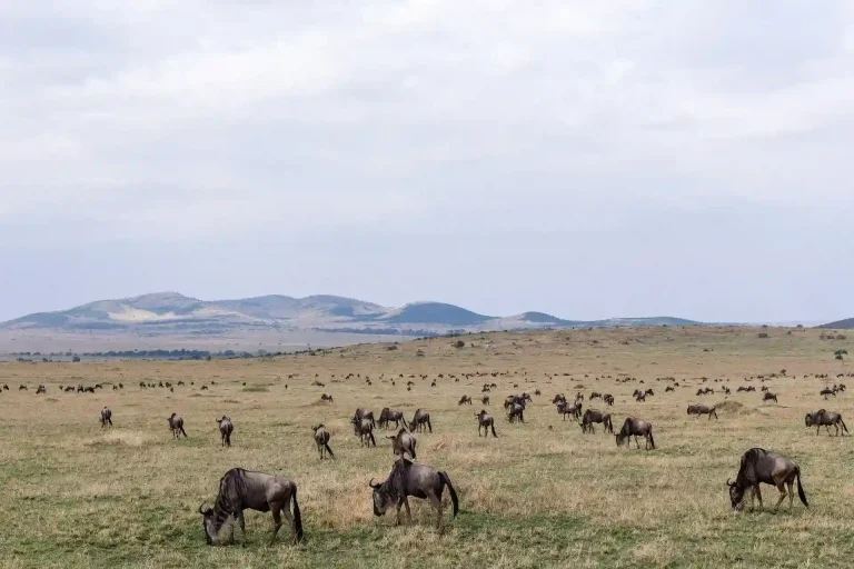 6 Days Kenya And Tanzania Combo Safari