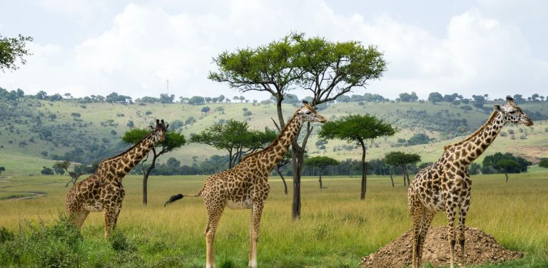 7 Days Tanzania And Kenya Combine Safari