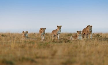 9 Days Tanzania Safari And Zanzibar
