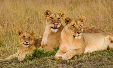 3 Days Best Of Masai Mara Safari