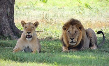 2 Days Private Lodge Safari