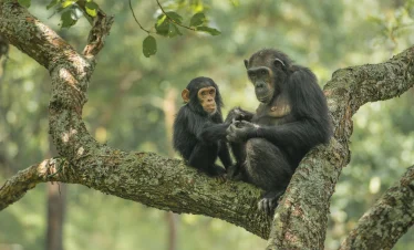 3-Day Gombe Chimpanzee Trekking from Dar es Salaam