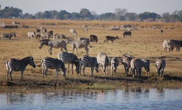 5-Day Mokoro and Big Cat Botswana Experience