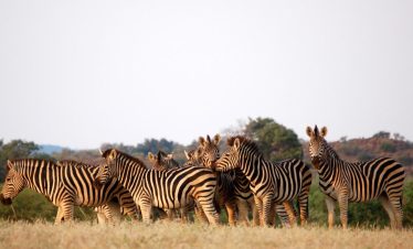 6-Day Affordable Chobe and Delta Explorer