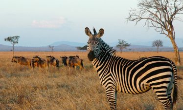 6-Day Mikumi, Nyerere and Udzungwa National Parks