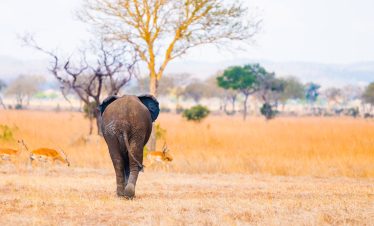 18-Day Tanzania Western & Southern Safari