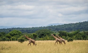 8 Days Safari in Southern Tanzania Parks