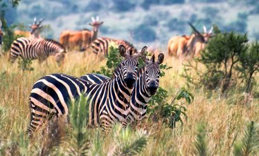 4-Day Rwanda & Uganda Gorilla Trekking Safari