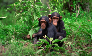 4-Day Gorillas and Golden Monkeys Safari